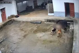 “疯狂的野猪”出没图片