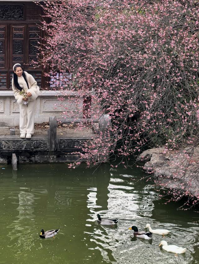 桂林的“限定浪漫”已上线！满城梅花绽放，花期持续至春节！