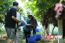 组图｜赫山区新市渡镇额葡萄挂满枝头图片