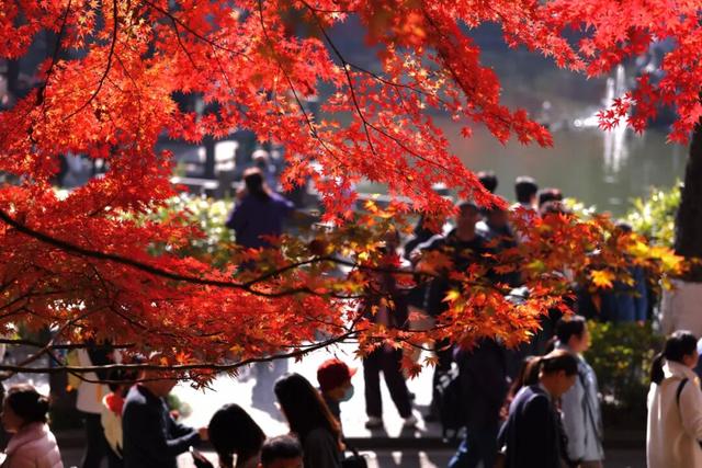 栖霞山人气爆棚，红叶超长待机！@友友们，错峰更有乐趣哦~