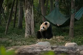 听！大熊猫的叫声有多少种？图片