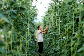 山东豆橛子为啥存在感这么强？因为吃不完，根本吃不完？错！图片