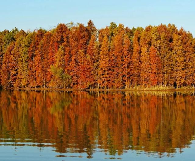 域见上海·域见奉贤｜海湾国家森林公园最新红杉实拍已送达，还有更多攻略等你来看！