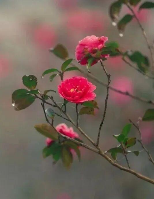 美人梅、茶梅已苏醒！在上海这个公园撞入粉色冬天→