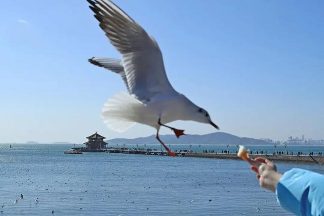 鸥遇青岛 温泉暖冬！青岛冬日暖经济火力全开！