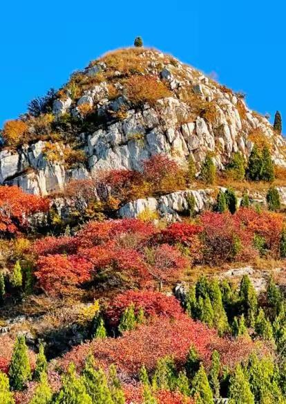 “泉”在济南享金秋——“一城山色·登山打卡”带你来赏红叶啦！