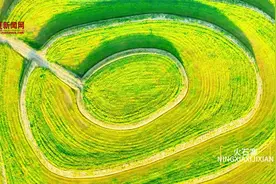 视频｜油菜花正开 西吉好风景图片