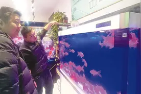 观赏鱼新春遇热销图片