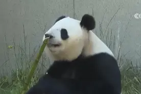 暑期旅游热 去秦岭看熊猫成为消费新热潮图片