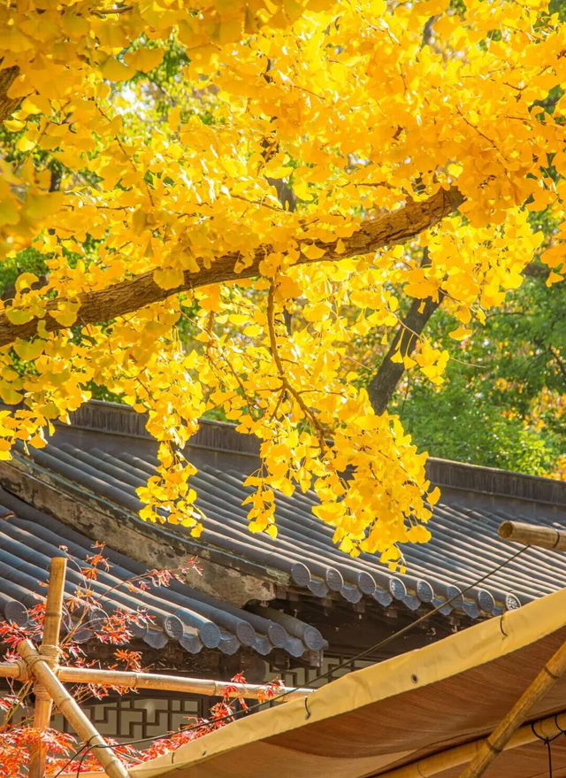 限时绝美！此刻，常州颜值巅峰