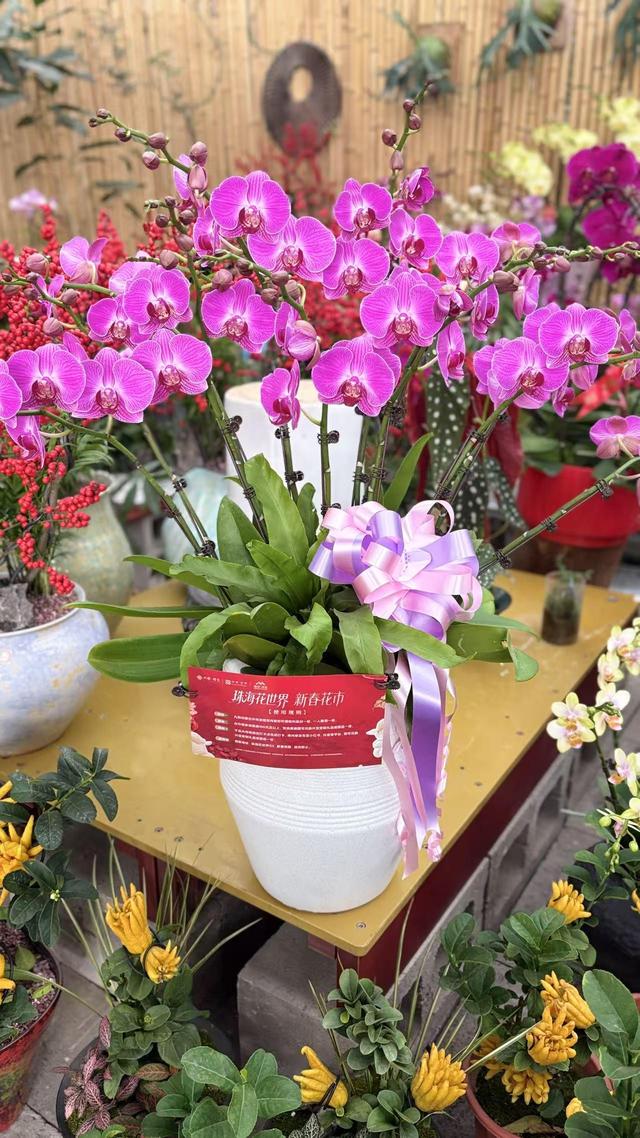 承载珠海人年味记忆的老地方，如何变身湾区文旅打卡地？