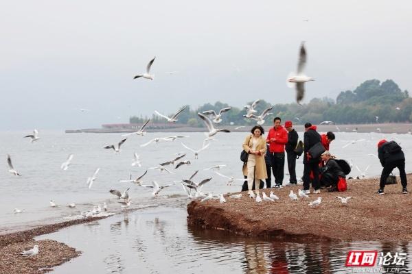 岁暖时刻丨抚仙湖边：海鸥和游客的“湖岸小派对”