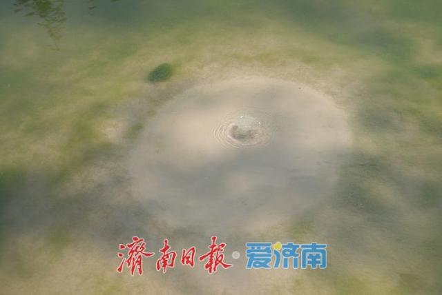 一年四季 泉在济南丨“白泉涌沙”景观再现 生态修复美景醉游人