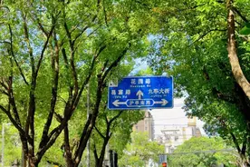 绿意中有凉意，来九亭邂逅这些林荫道吧图片