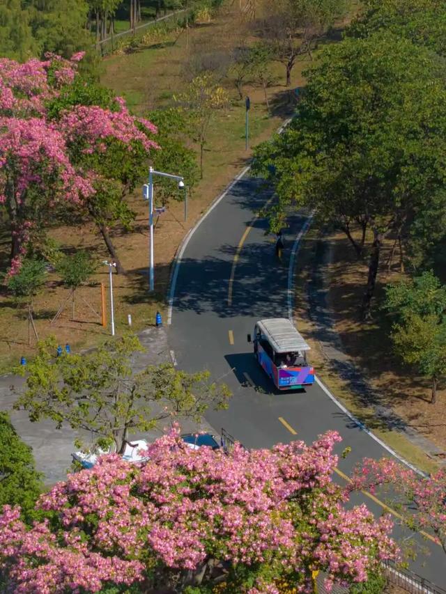 最美松湖｜秋冬花界“天花板”，快来这些地方赏异木棉