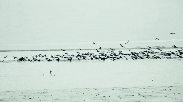 “春运都没这么多人”！深圳知名景区刷屏，网友纷纷“劝退”！