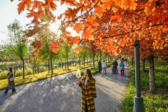 藏不住了！副中心这条4.4公里“红叶大道”，美到封神