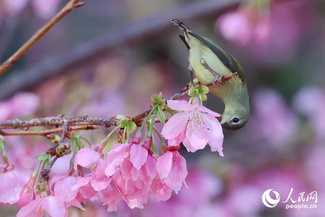 厦门: 樱花初绽放 鸟儿喜闹春