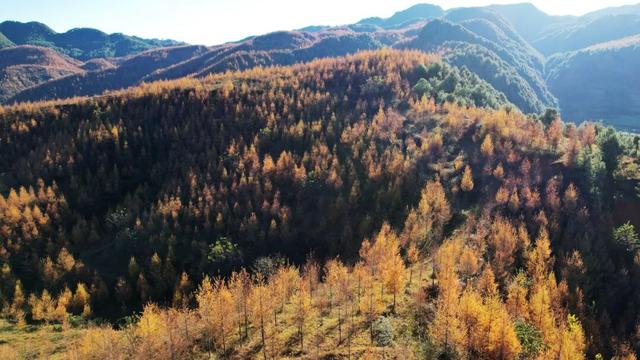 朱提文苑 | 龙树深秋里，山岭铺鎏金