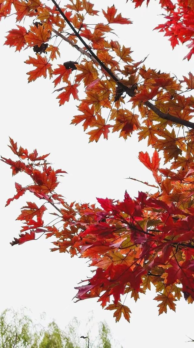 藏不住了！副中心这条4.4公里“红叶大道”，美到封神