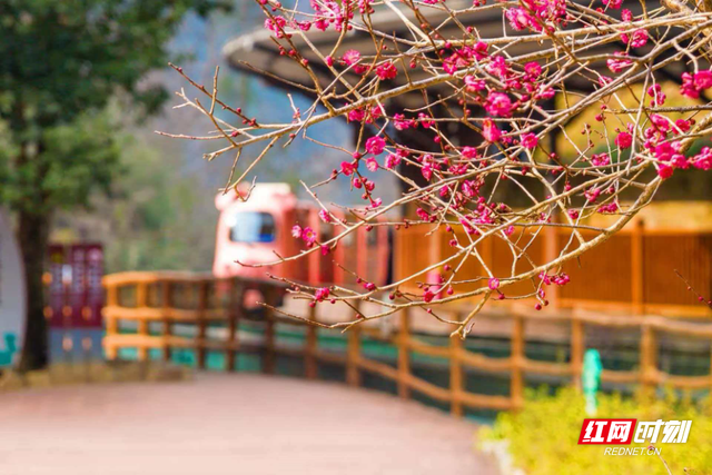 张家界十里画廊“踏雪寻梅”即将上线，“春日童话”加倍浪漫