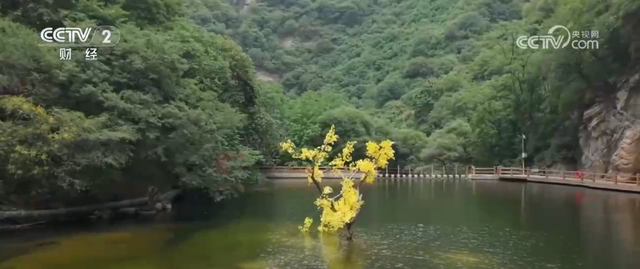 “秋日经济”活力满满 “赏秋+”催动文旅消费“热”力四射