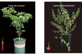 新研究揭示辣椒素生物合成进化机制图片