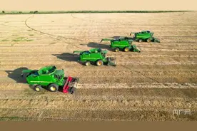 乡村振兴看内蒙古｜呼伦贝尔127万亩小麦陆续开镰收割图片