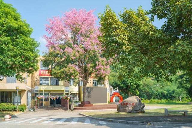 闽侯异木棉全盛登场！是谁的大学这么浪漫呀？