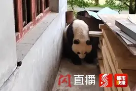 村民家中来了野生大熊猫！社恐可怜又无助……图片