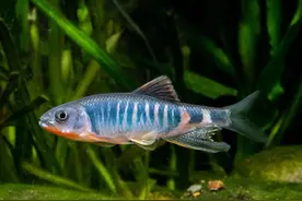 鱼类新物种虹彩马口鱼，认识一下图片