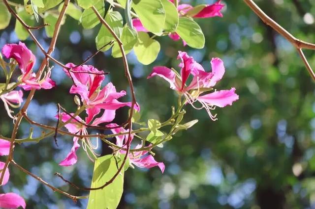 WOW，柳州超多赏秋打卡地，随手出大片！