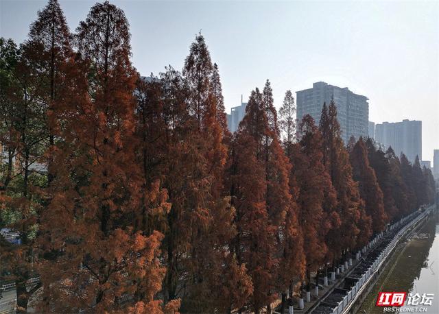 周末去哪？郴州北湖公园的红杉林已进入高光时刻