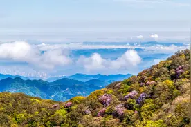 重庆南川：金佛山杜鹃花绽放迎客图片