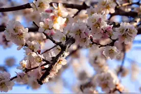 打卡花簇沈阳！春季赏花手绘地图来啦！图片