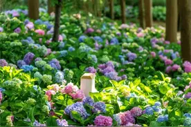 一花散作千花，南京初夏“顶流”，归来！图片