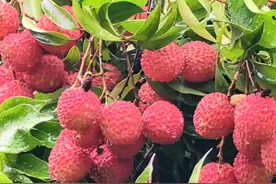 30秒｜“大塔荔枝”红啦！四川宜宾叙州区荔枝季开幕图片