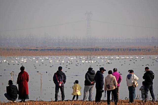 市民自驾打卡“天鹅湿地”