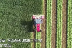 新疆巴音布鲁克草原为牛羊收割牧草储“冬粮”图片