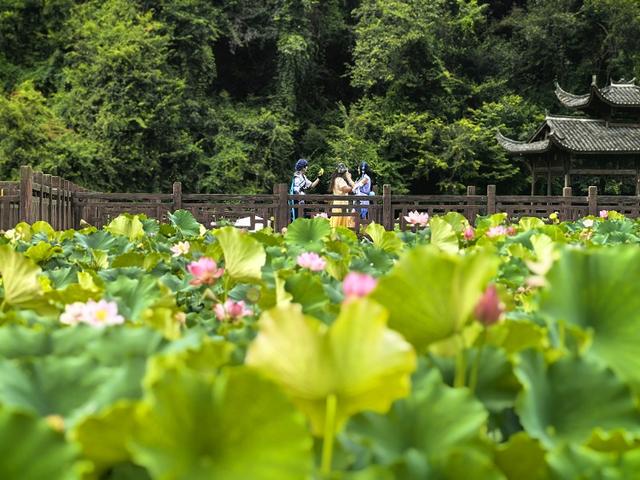独山净心谷景区：80亩荷花盛开映日红