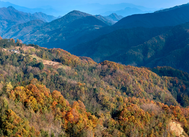 青睐绵阳 ‖ 云端公路 层林尽染！初冬驾游平武药丛山，限定版的视觉盛宴~