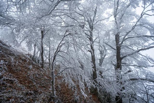 冬日限定！贵州的雾凇秘境藏不住了
