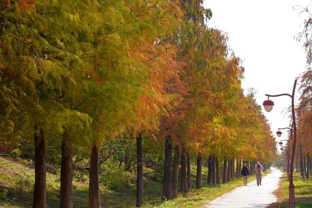 视觉增城｜落羽杉披“红妆” ！快来解锁增城冬日生态画卷
