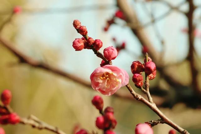双梅同绽！上海这个公园传来冬日限定芬芳→