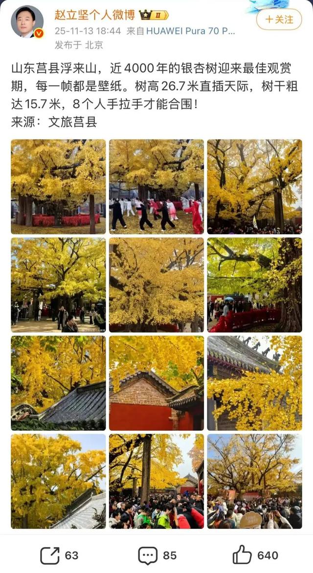 赵立坚微博打call日照银杏古树！附高清大图+进阶玩法！