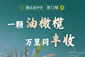 镜头连中外丨一颗油橄榄 万里同丰收图片