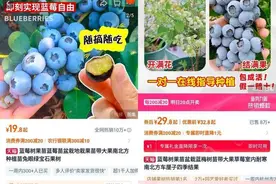 蓝莓盆栽火了！一个月成交超百万盆，“工位园丁”心动了吗？图片