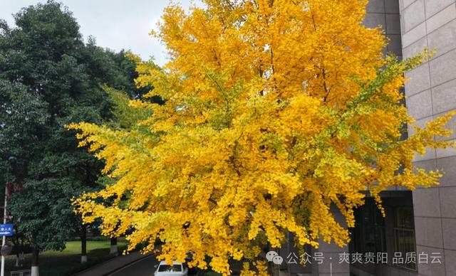 在白云！这个初冬阳光温暖，满是金黄！