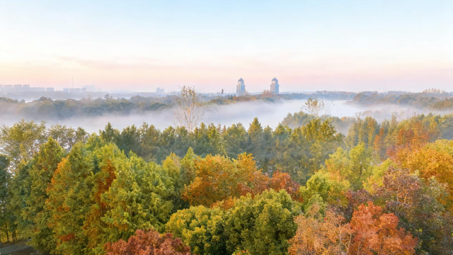 生态科技新城冬日色彩：满城尽染“银杏黄”