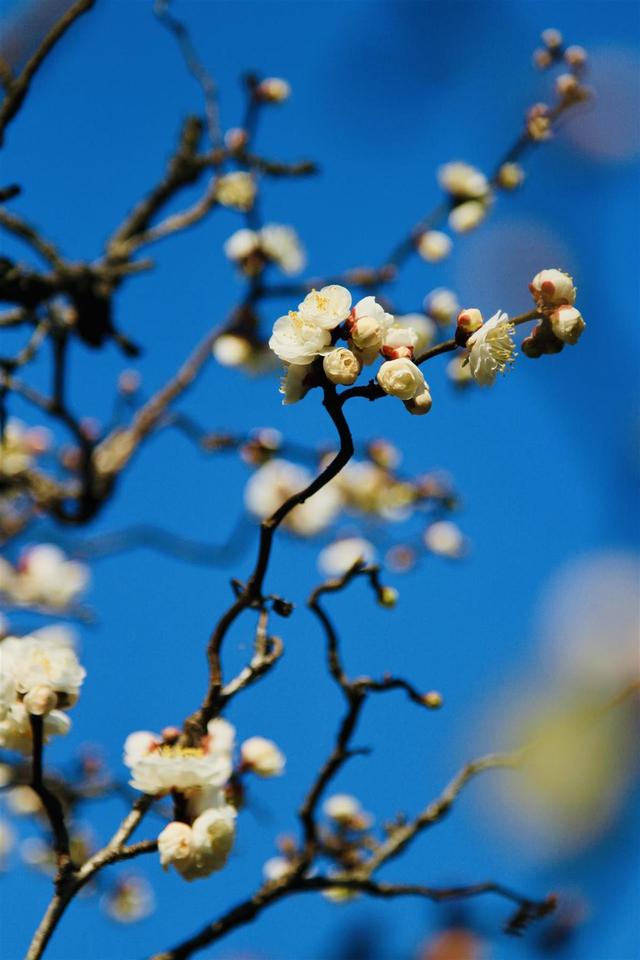 梅中顶流提前绽放，武汉东湖梅园寻“龙”正当时